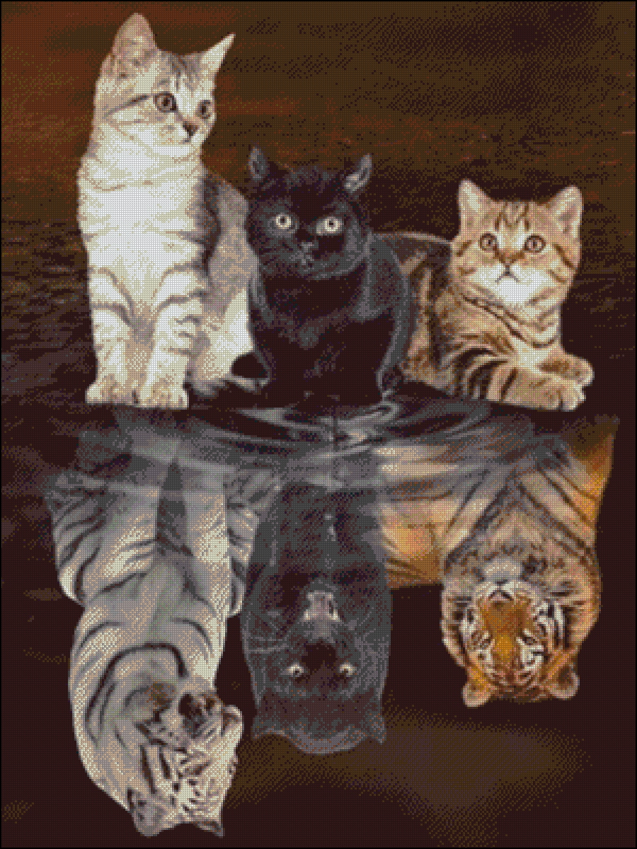 котики