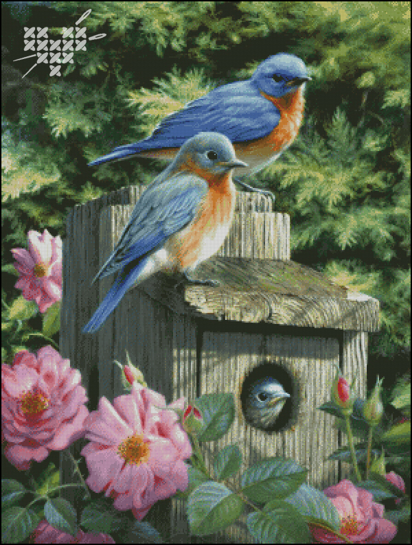 Garden Bluebirds